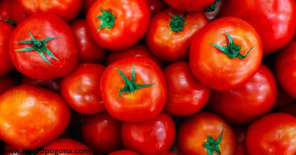 Est-ce-Que-Le-Pogona-Mange-De-La-Tomate
