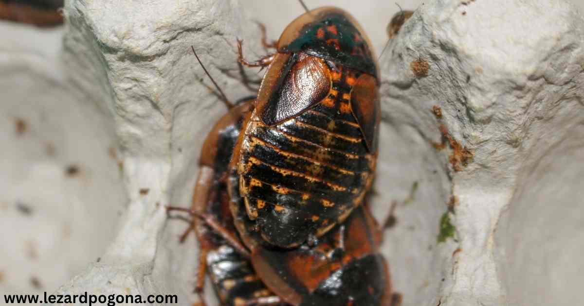 Insecte-pour-pogona