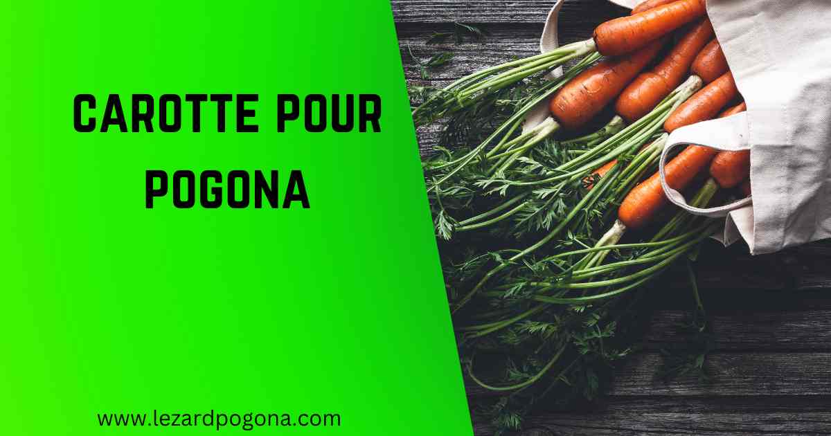 carotte-pour-pogona